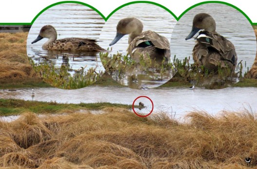 Tētē-moroiti – Anas gracilis - Australente Grauente – Grey teal