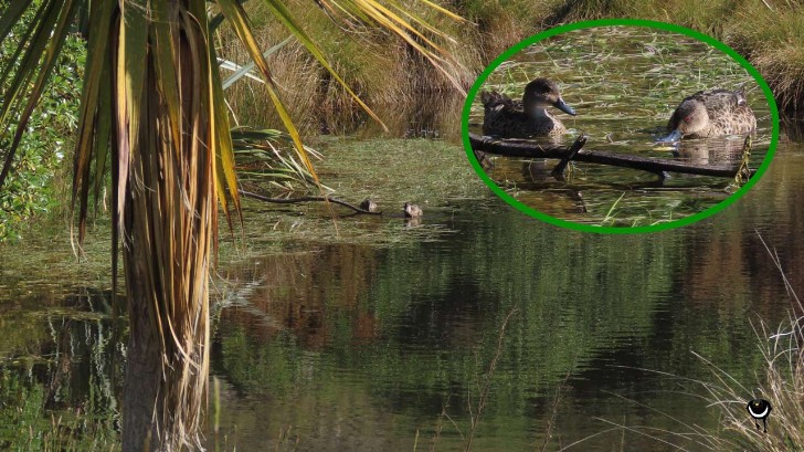 Tētē-moroiti - Anas gracilis Buller - Australente, Austral-Weißkehlente oder Grauente