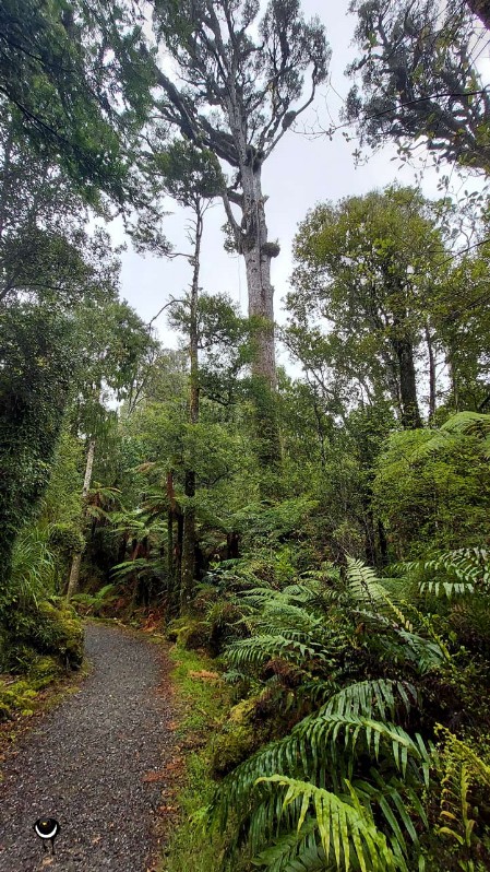 Kahikatea Wald