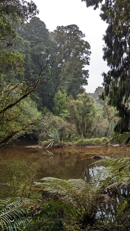 Kahikatea Wald