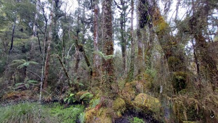 Kahikatea Wald