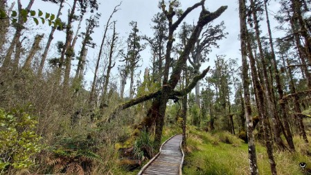 Kahikatea Wald