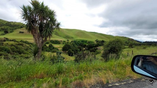 Tī kōuka – Cordyline australis – Cabbage tree