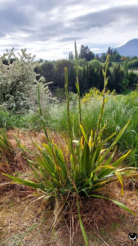 Harakeke – Phormium tenax – Neuseeländer Flachs – New Zealand flax