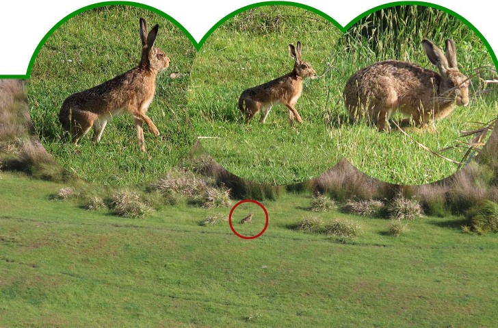 Lepus europaeus– Hase– European hare