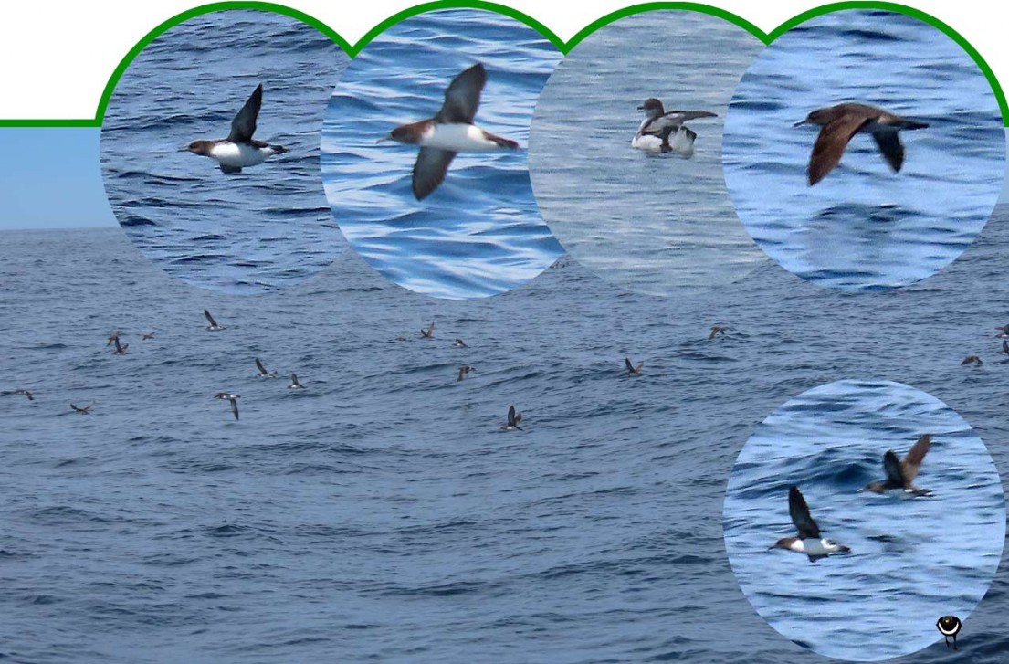 Kaikōura tītī – Puffinus huttoni – Huttonsturmtaucher– Hutton's shearwater