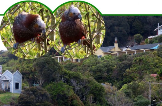 Kākā - Nestor meridionalis – Kaka/Waldpapagei – Kaka