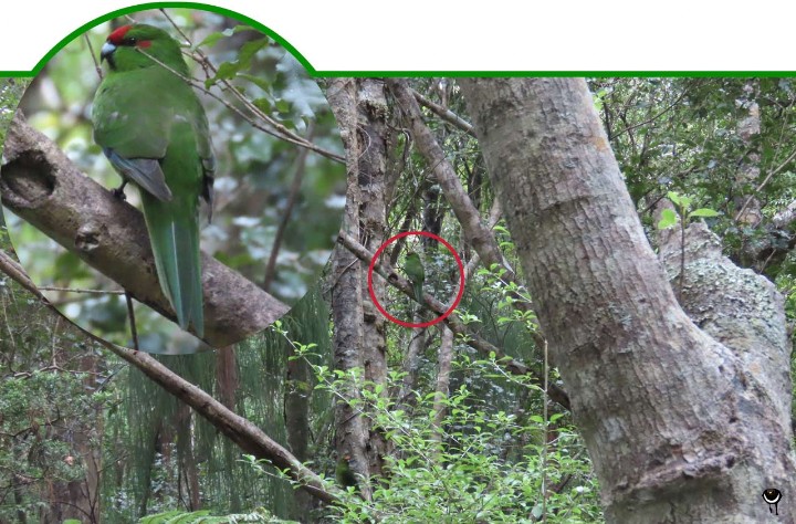 Kakariki, Cyanoramphus novaezelandiae, Ziegensittich, Red-crowned parakeet