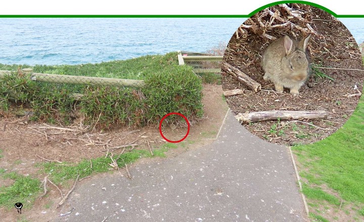 Kaninchen bei der Red Billed Kolonie auf Taiaroa Head