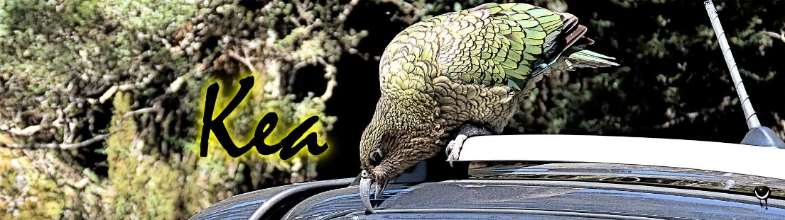  Kea – Nestor notabilis – Kea / Bergpapagei – Kea