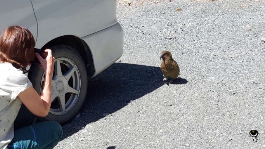 Kea am Parkplatz