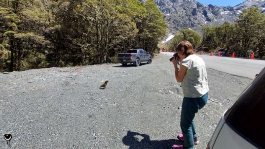 Kea am Parkplatz