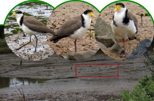 Vanellus miles novaehollandiae – Maskenkiebitz –  Spurwinged Plover