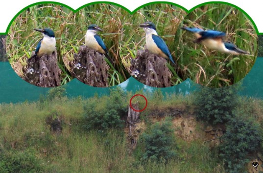 Kōtare – Todiramphus sanctus – Götzenliest – Sacred kingfisher