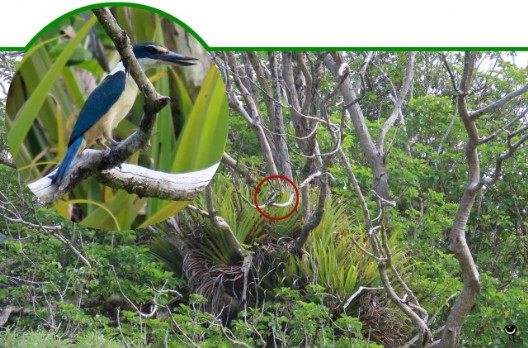 Kōtare – Todiramphus sanctus – Götzenliest – Sacred kingfisher