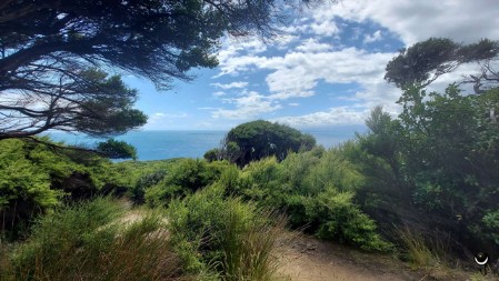 Der Wald in diesem Teil der Insel wurde erst wieder aufgeforstet.