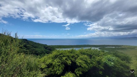 Der Wald in diesem Teil der Insel wurde erst wieder aufgeforstet.