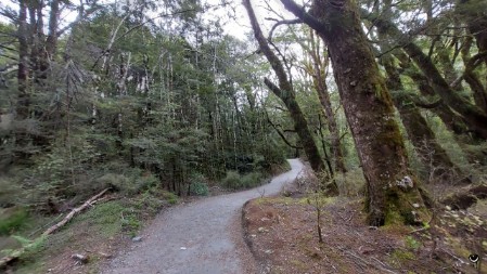 Der Weg schlängelt sich durch ursprüngliche Waldlandschaft