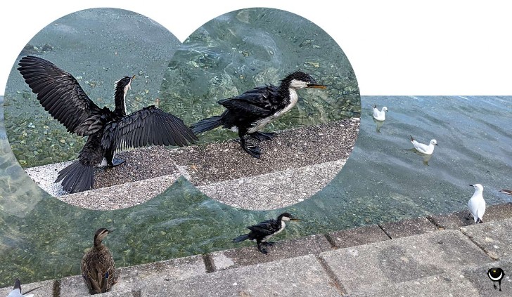 Kawaupaka – Microcarbo melanoleucos – Australische Kleinscharbe -Little shag