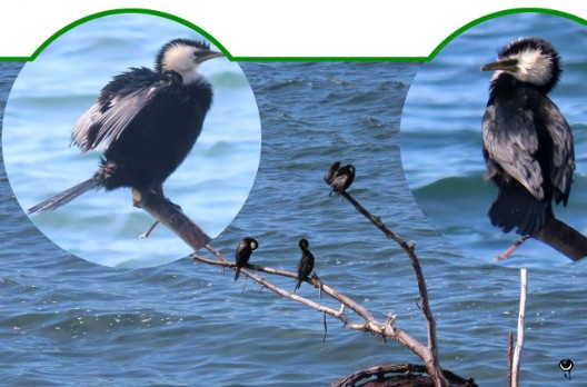 Kawaupaka – Microcarbo melanoleucos – Australische Kleinscharbe – Little shag