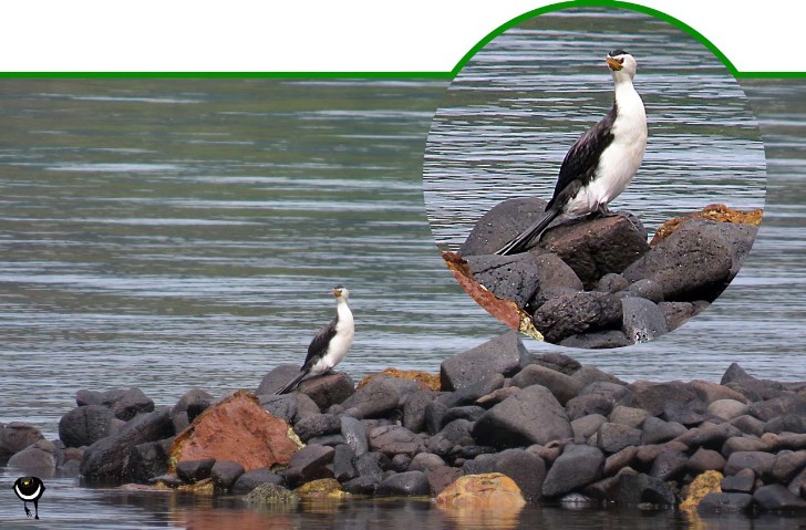 Tarapunga – Chroicocephalus scopulinus – -Rotschnabelmöwe - Red billed gull