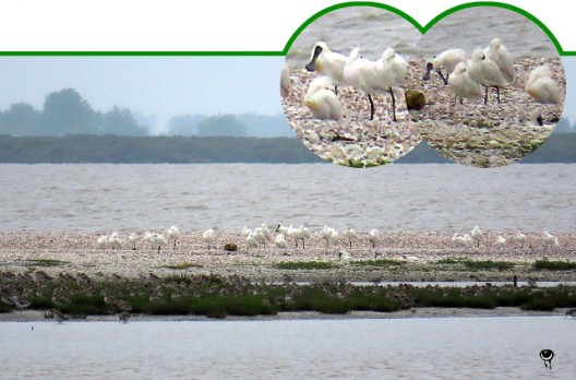 Kōtuku ngutupapa – Platalea regia – Königslöffler – Royal Spoonbill Kōtuku ngutupapa – Platalea regia – Königslöffler – Royal Spoonbill