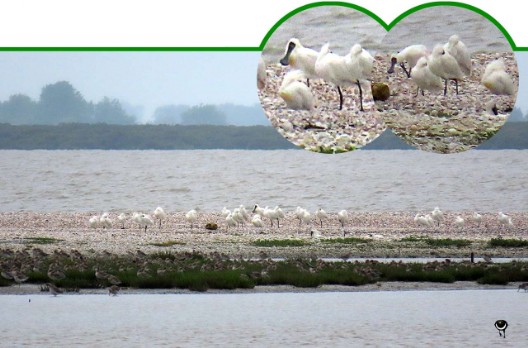 Kōtuku ngutupapa – Platalea regia – Königslöffler – Royal Spoonbill