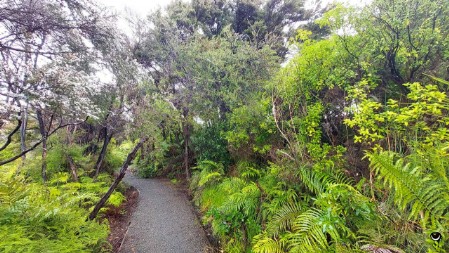 Wir wanderten dann weiter auf einem neu angelegten Steg durch die Mangroven.
