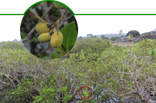 Avicennia marina australlasica – Graue Mangrove – grey mangrove