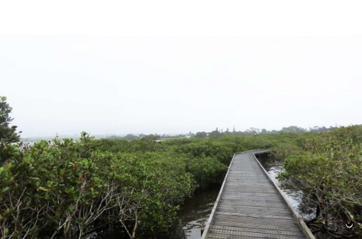 Der Steg durch die Mangroven war erst kürzlich von Freiwilligen angelegt worden