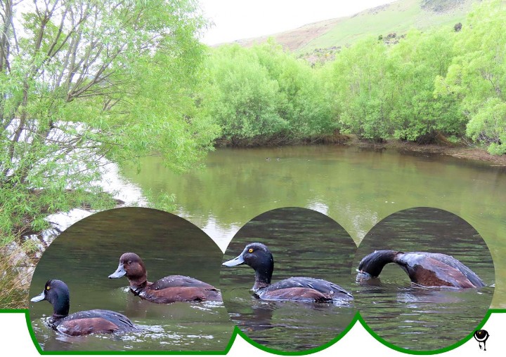 Pāpango – Aythya novaeseelandiae – Maori-Ente – New Zealand scaup