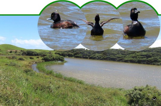 Pāpango – Aythya novaeseelandiae – Maori-Ente – New Zealand scaup