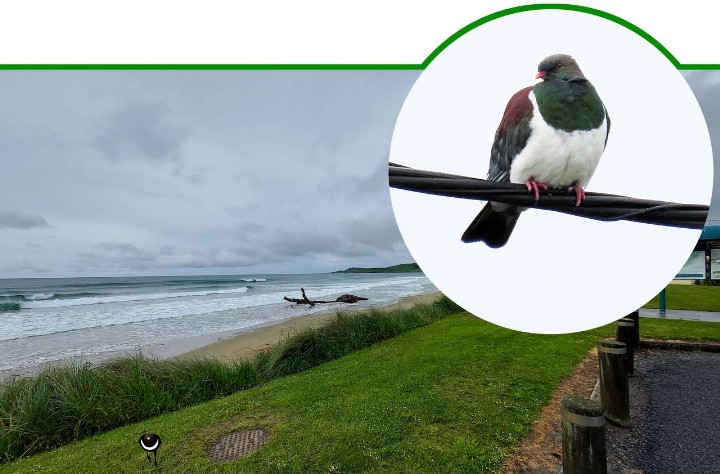 Kererū Hemiphaga novaeseelandiae Maori-Fruchttaube New Zealand pigeon