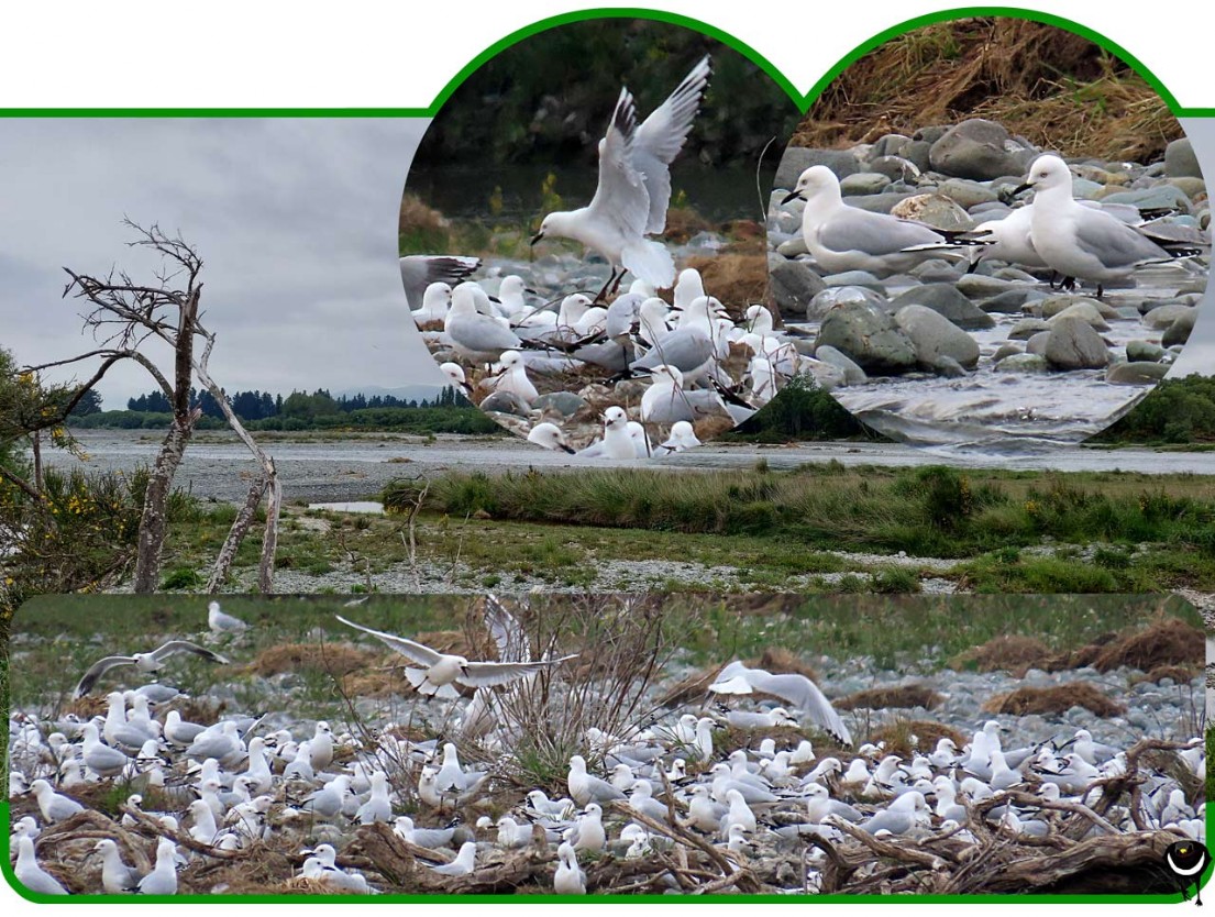 Tarāpuka – Chroicocephalus bulleri – Maorimöwe – Black-billed gull