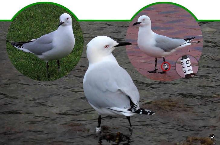 Tarāpuka – Chroicocephalus bulleri – Maorimöwe – Black-billed gull