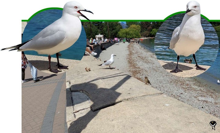 Tarāpuka – Chroicocephalus bulleri – Maorimöwe – Black-billed gull