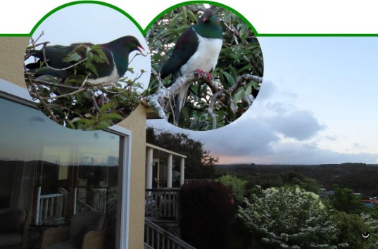 Kererū - Hemiphaga novaeseelandiae – Maori-Fruchttaube – New Zealand pigeon