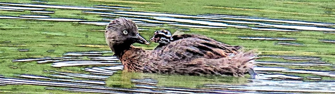 New Zealand dabchick