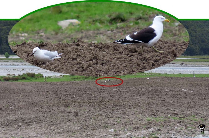 Tarāpuka – Chroicocephalus bulleri – Maorimöwe – Black-billed gull