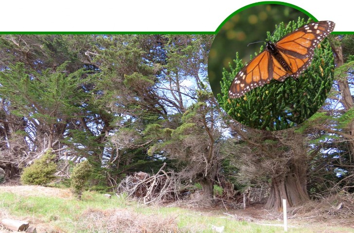 Kahuku Danaus plexippus Monarchfalter Monarch Butterfly