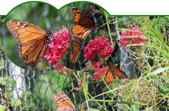 Kahuku – Danaus plexippus – Monarchfalter Monarch – Butterfly