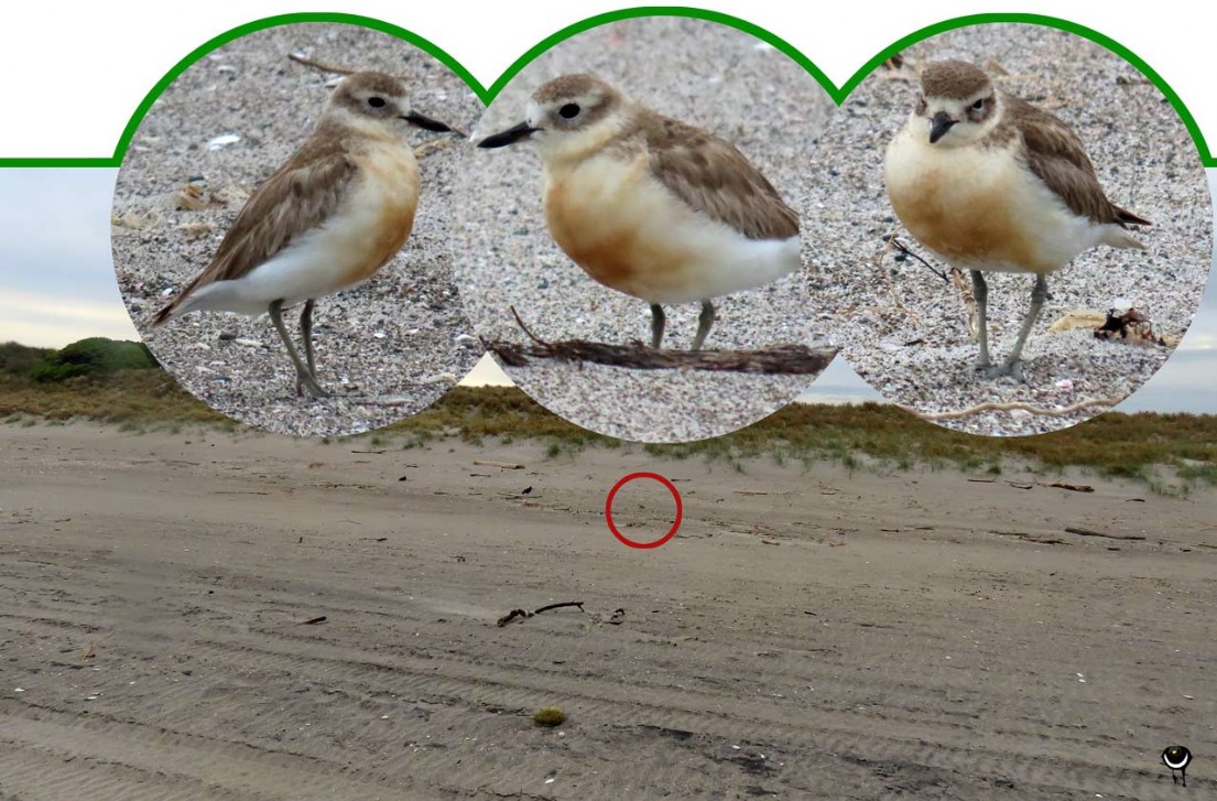   Tūturiwhatu – Charadrius obscurus aquilonius – Nördlicher Maoriregenpfeifer – northern New Zealand dotterel