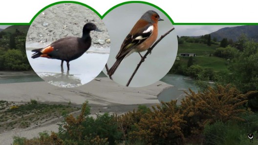 Pūtangitangi – Tadorna variegata – Paradieskasarka – Paradise Shelduck