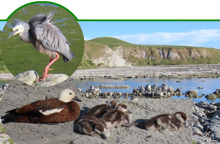 Pūtangitangi – Tadorna variegata; Matuku moana – Egretta novaehollandiae