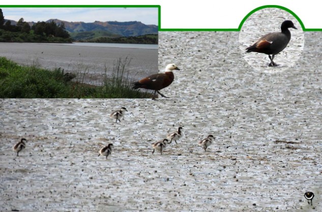 Pūtangitangi -- Tadorna variegata – Paradieskasarka - Paradise Shelduck