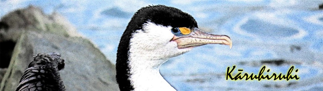 Kāruhiruhi – Phalacrocorax varius  – Elsterscharbe – Pied shag