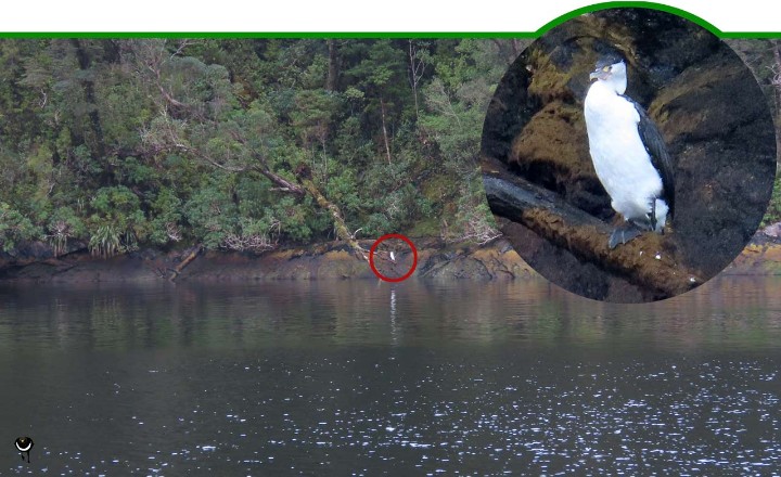 Kāruhiruhi – Phalacrocorax varius  – Elsterscharbe – Pied shag