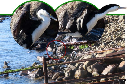 Kāruhiruhi – Phalacrocorax varius  – Elsterscharbe – Pied shag