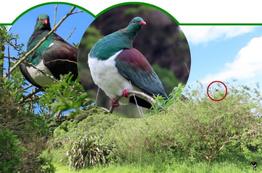 Kererū – Hemiphaga novaeseelandiae – Maori-Fruchttaube – New Zealand pigeon