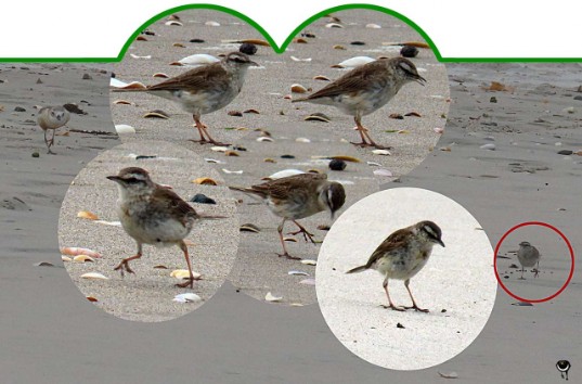 Pīhoihoi – Anthus novaeseelandiae  – Neuseeland-Spornpieper – New Zealand pipit